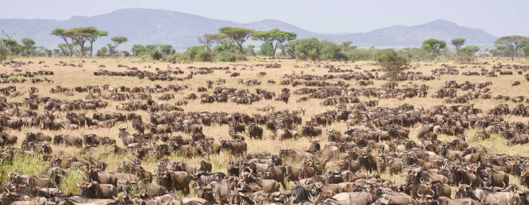 serengeti-great-migration-shst Was ist die beste Reisezeit für Tansania?