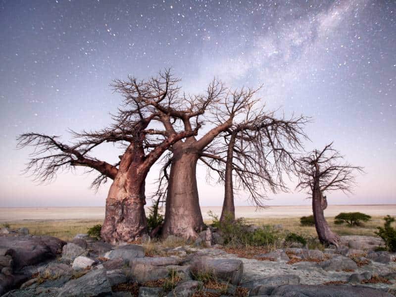 baobabs-kubu-island-shst Kubu Island Botswana