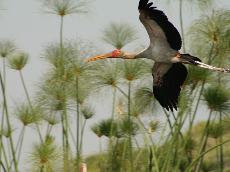 Storch Bwabwata Nationalpark Sambesi Namibia