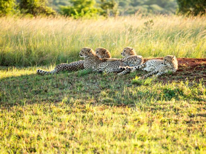 geparden-familie-krueger-sat Gepardenfamilie Krüger Nationalpark Südafrika