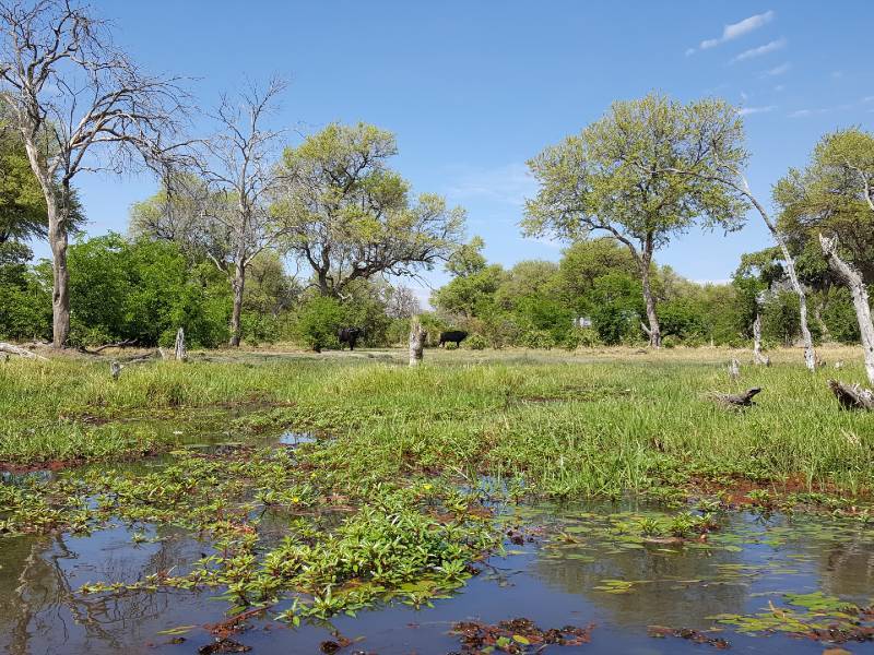 green-season-botswana-hg Wasser-und Baumlandschaft Botswana