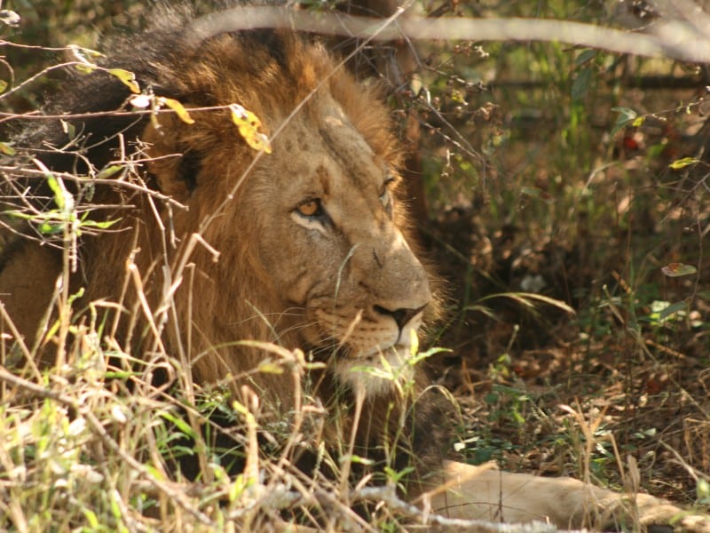 loewe-portrait-hg Löwe im Gras Kenia