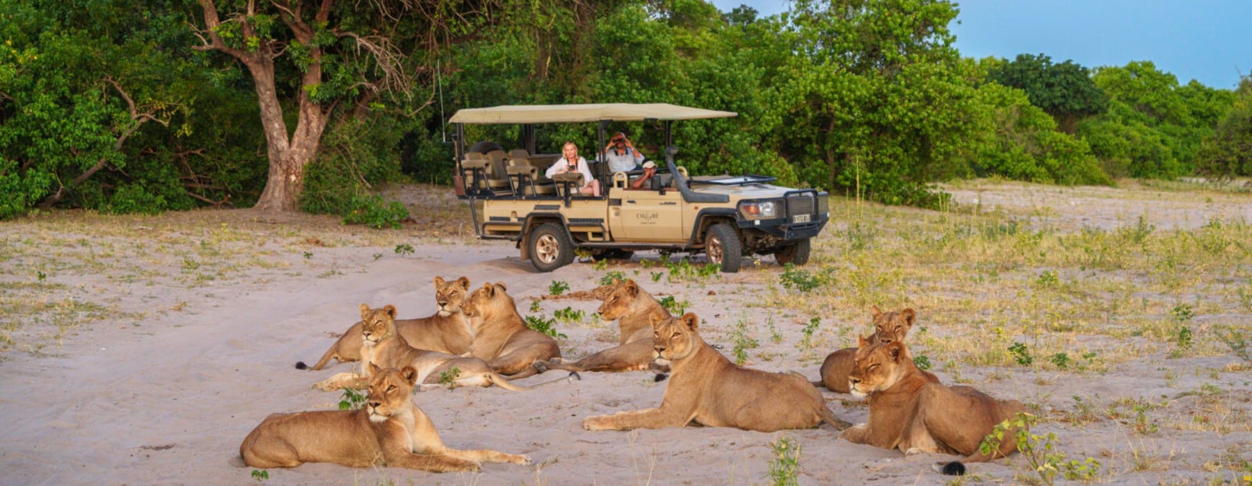 Löwenfamilie Chobe Game Lodge Desert Delta