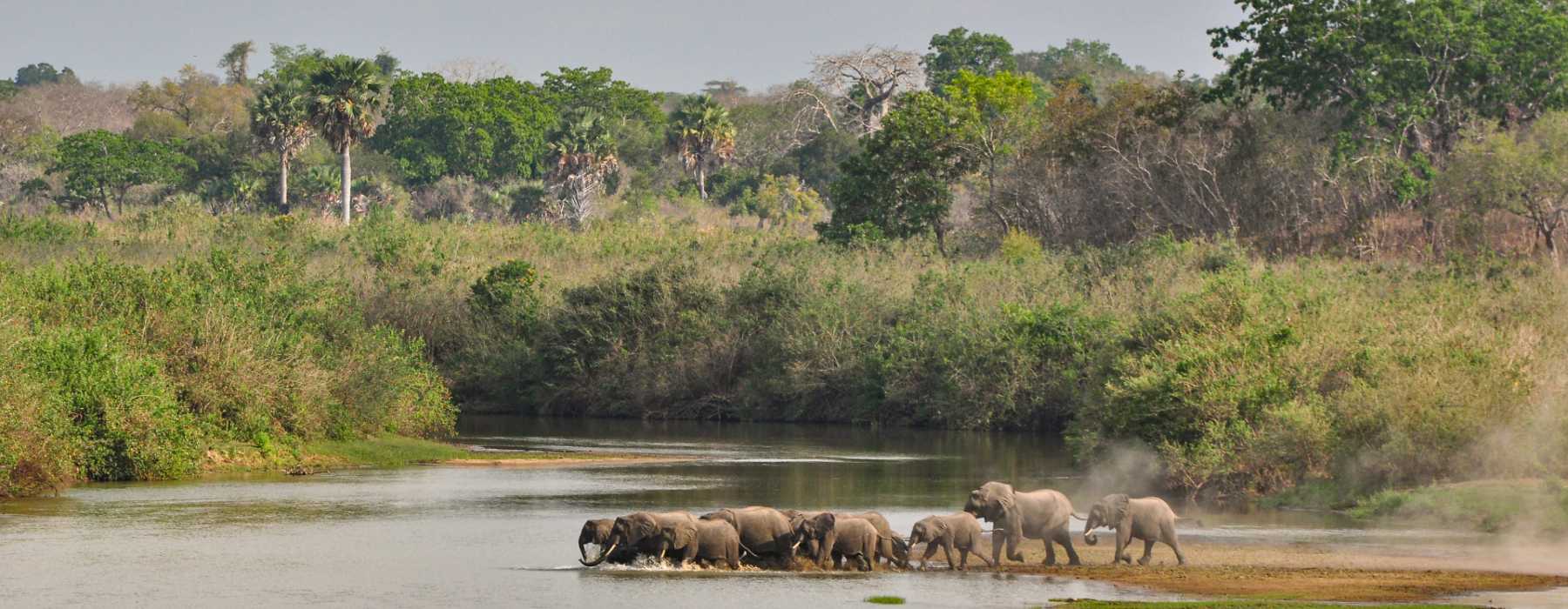 elefantenherde-rufiji-tansania-sh Die Nationalparks Katavi, Ruaha und Mikumi in Tansania