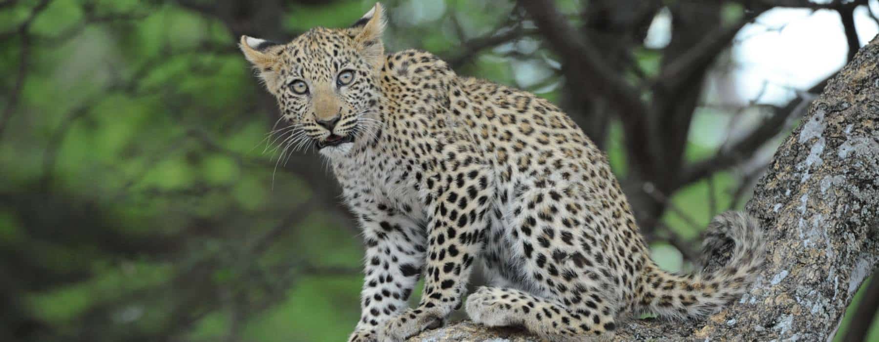 Kinderleopard auf Baum