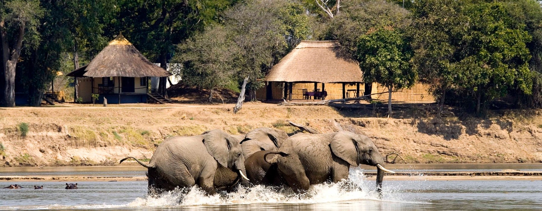 nsefu-elefantenbad-south-luangwa-rps Elefantenbad im Luangwa Fluss Nsefu Sambia