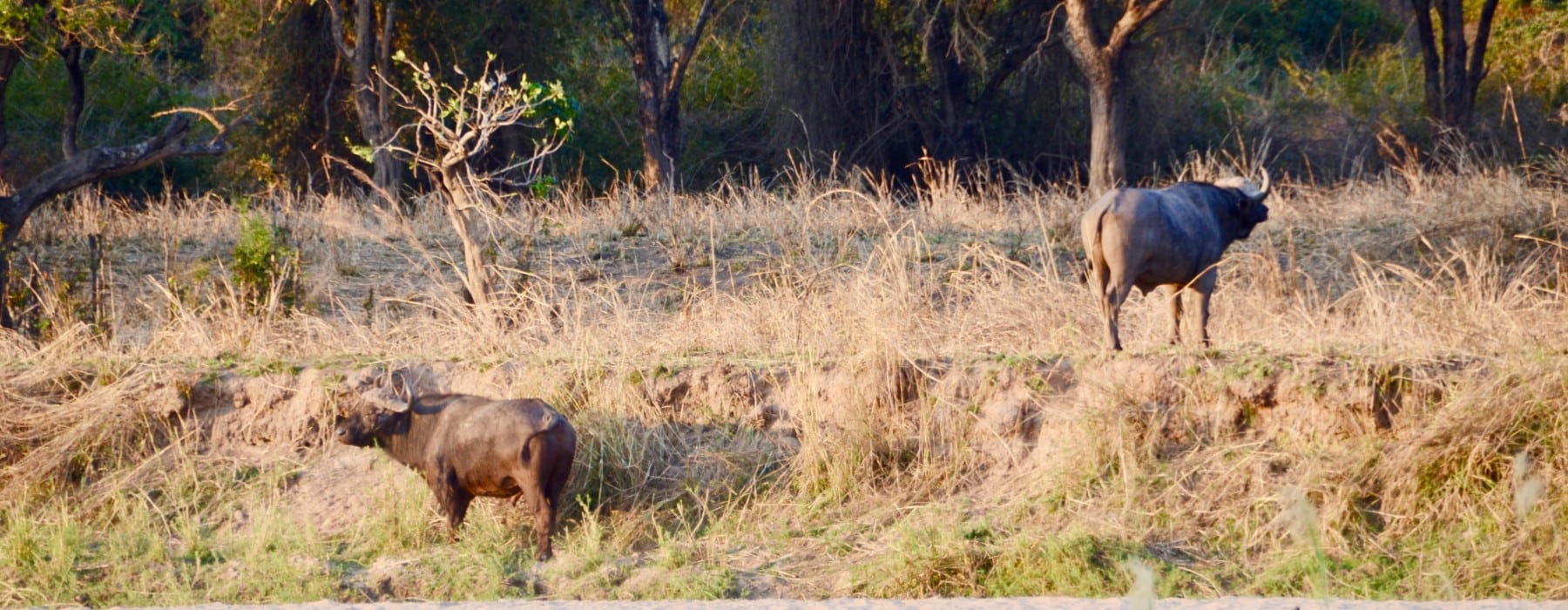 Büffel am Flussufer South Luangwa Sambia