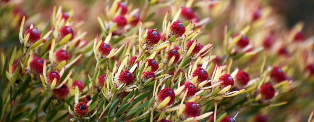 Fynbos Botanik am Kap