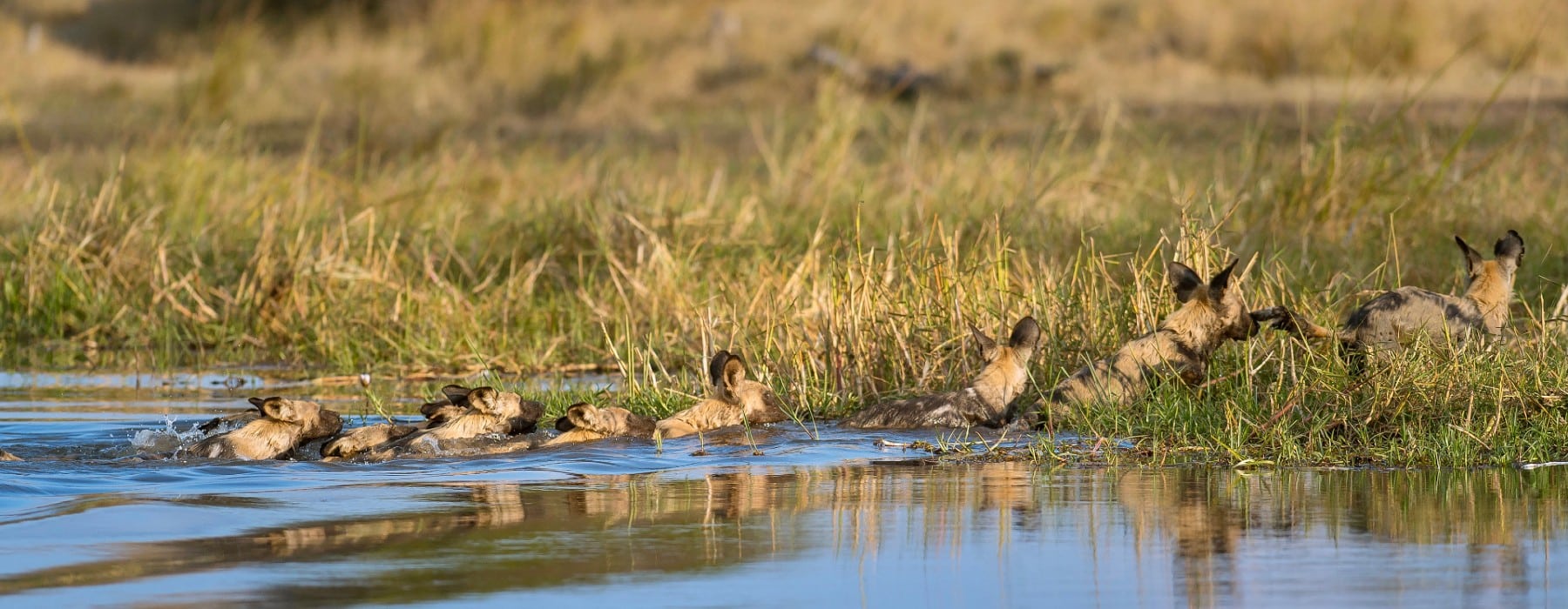 safari botswana wilde hunde moremi
