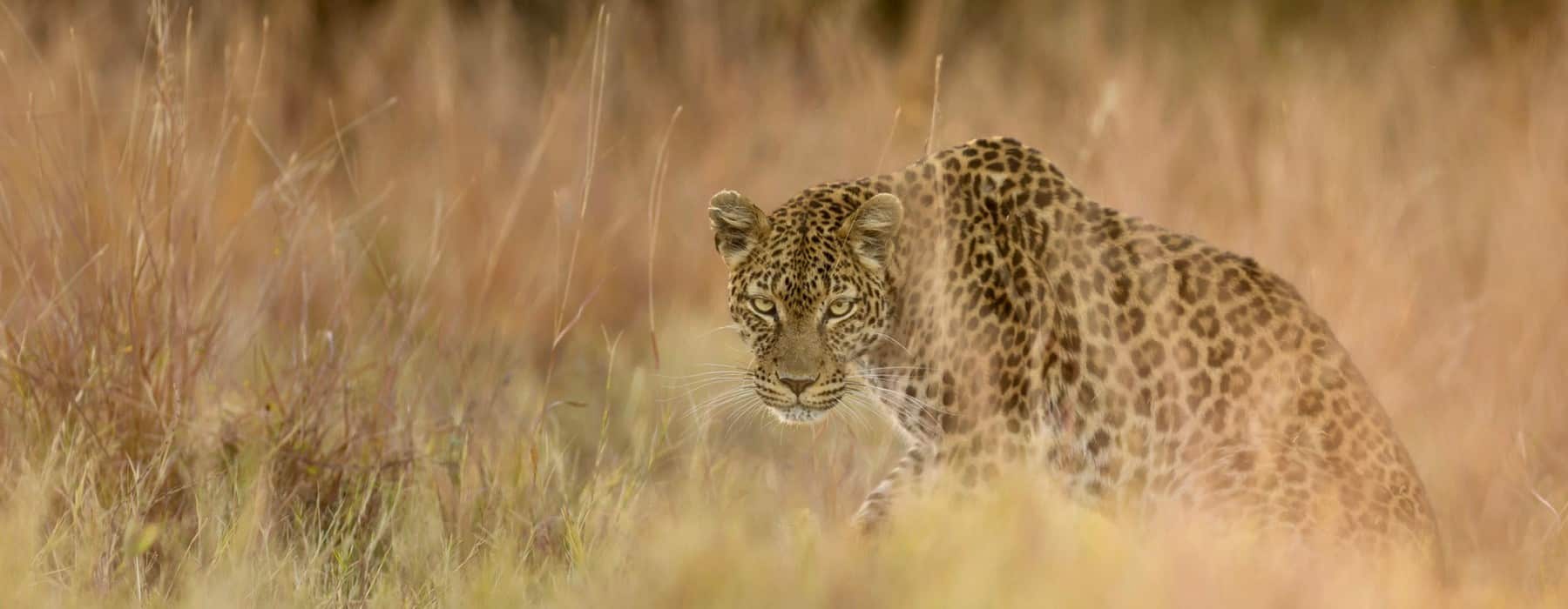 Machaba Leopard Botswana Okavangodelta