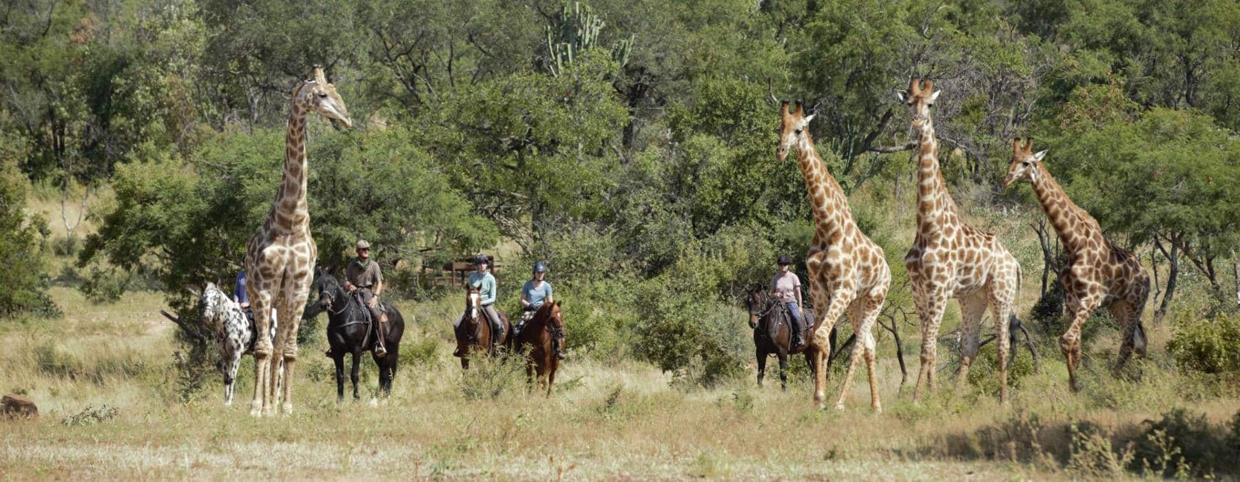 Die Kunst des Reitens in Suedafrika Ants Collection