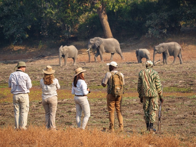 Walking Safari mit Elefanten Sambia South Luangwa 